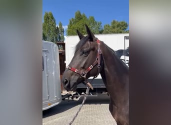 Zangersheider, Stute, 6 Jahre, 164 cm, Rappe