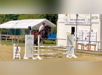 Zangersheider, Stute, 6 Jahre, 164 cm, Rappe
