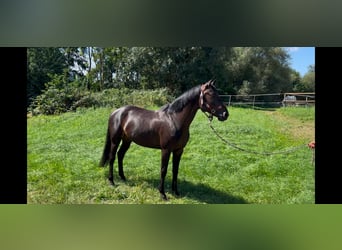 Zangersheider, Stute, 6 Jahre, 164 cm, Rappe