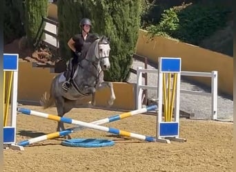 Zangersheider, Stute, 6 Jahre, 164 cm, Schimmel