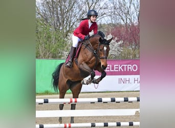 Zangersheider, Stute, 6 Jahre, 165 cm, Brauner