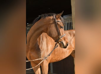 Zangersheider, Stute, 6 Jahre, 165 cm, Brauner