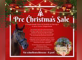 Zangersheider, Stute, 6 Jahre, 165 cm, Dunkelbrauner