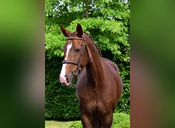 Zangersheider, Stute, 6 Jahre, 165 cm, Dunkelfuchs