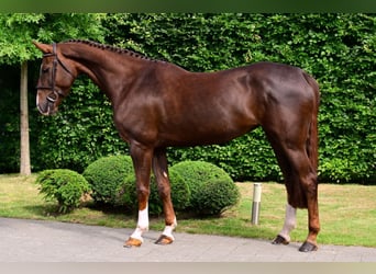Zangersheider, Stute, 6 Jahre, 165 cm, Dunkelfuchs