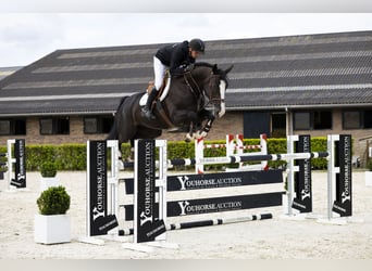 Zangersheider, Stute, 6 Jahre, 165 cm