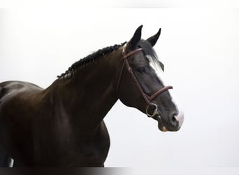 Zangersheider, Stute, 6 Jahre, 165 cm