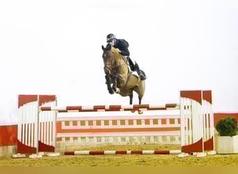 Zangersheider, Stute, 6 Jahre, 165 cm