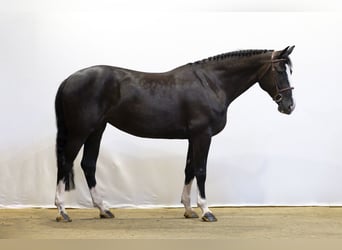 Zangersheider, Stute, 6 Jahre, 165 cm