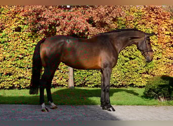 Zangersheider, Stute, 6 Jahre, 166 cm, Dunkelbrauner