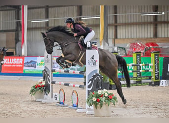 Zangersheider, Stute, 6 Jahre, 166 cm, Rappe