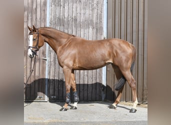 Zangersheider, Stute, 6 Jahre, 167 cm, Fuchs