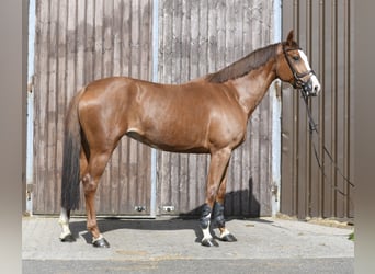 Zangersheider, Stute, 6 Jahre, 167 cm, Fuchs