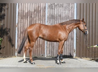 Zangersheider, Stute, 6 Jahre, 167 cm, Fuchs