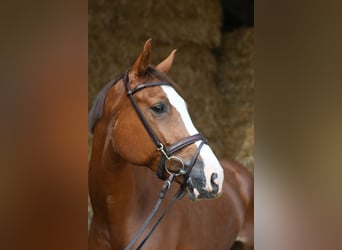 Zangersheider, Stute, 6 Jahre, 167 cm, Fuchs