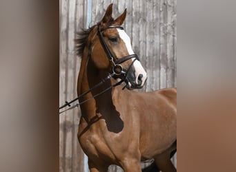 Zangersheider, Stute, 6 Jahre, 167 cm, Fuchs