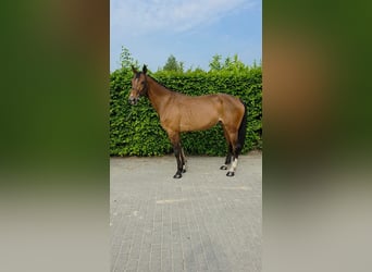 Zangersheider, Stute, 6 Jahre, 168 cm, Dunkelbrauner