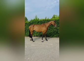 Zangersheider, Stute, 6 Jahre, 168 cm, Dunkelbrauner