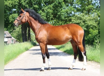 Zangersheider, Stute, 6 Jahre, 169 cm, Brauner