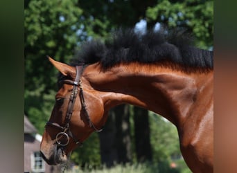 Zangersheider, Stute, 6 Jahre, 169 cm, Brauner