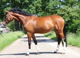 Zangersheider, Stute, 6 Jahre, 169 cm, Brauner