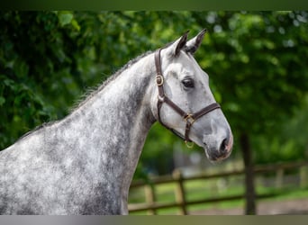 Zangersheider, Stute, 6 Jahre, 170 cm, Apfelschimmel