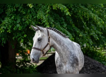 Zangersheider, Stute, 6 Jahre, 170 cm, Apfelschimmel