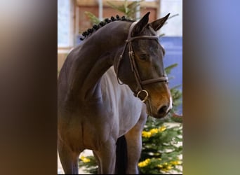 Zangersheider, Stute, 6 Jahre, 171 cm, Dunkelbrauner