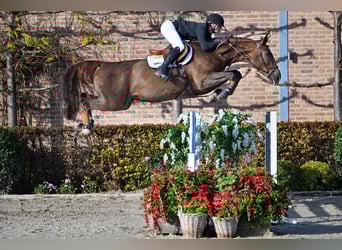 Zangersheider, Stute, 6 Jahre, 171 cm, Dunkelfuchs