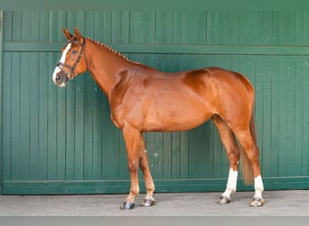 Zangersheider, Stute, 6 Jahre, 171 cm, Fuchs