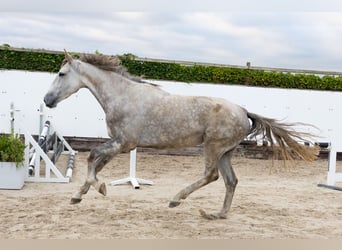 Zangersheider, Stute, 6 Jahre, 172 cm, Schimmel