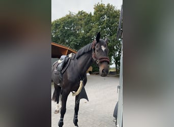 Zangersheider, Stute, 6 Jahre, 172 cm, Schwarzbrauner