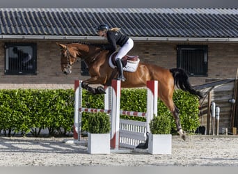 Zangersheider, Stute, 6 Jahre, 173 cm, Brauner
