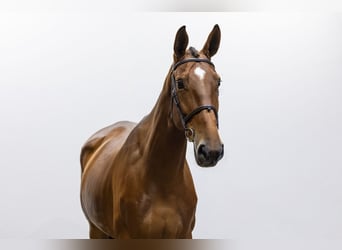 Zangersheider, Stute, 6 Jahre, 173 cm, Brauner