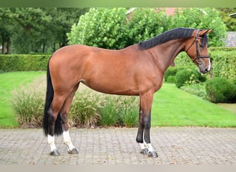 Zangersheider, Stute, 6 Jahre, 173 cm, Rotbrauner