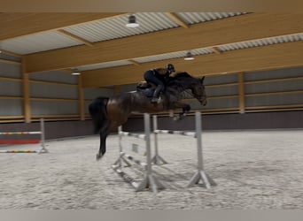 Zangersheider, Stute, 6 Jahre, 175 cm, Dunkelbrauner