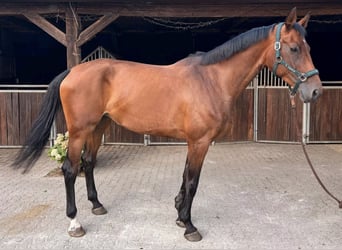 Zangersheider, Stute, 6 Jahre, 175 cm