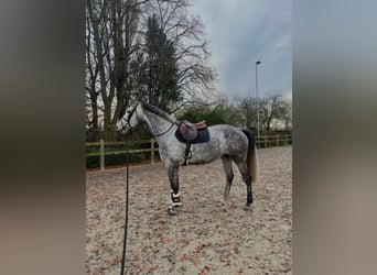 Zangersheider Mix, Stute, 6 Jahre, 177 cm, Apfelschimmel