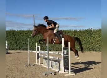 Zangersheider, Stute, 6 Jahre, Brauner