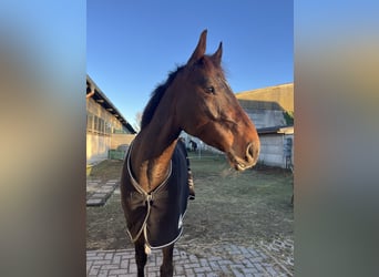 Zangersheider, Stute, 6 Jahre, Dunkelbrauner