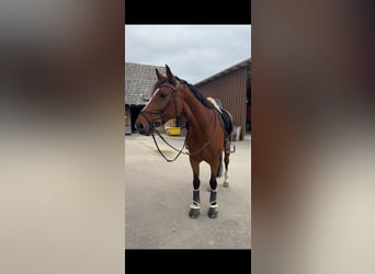 Zangersheider, Stute, 7 Jahre, 160 cm, Brauner