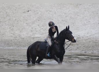 Zangersheider, Stute, 7 Jahre, 160 cm, Dunkelbrauner