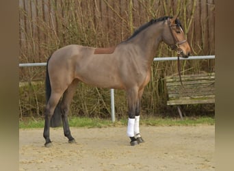 Zangersheider, Stute, 7 Jahre, 162 cm, Brauner