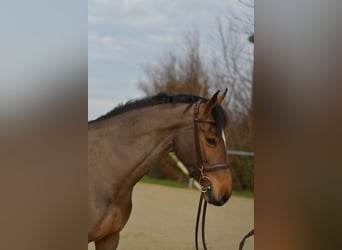 Zangersheider, Stute, 7 Jahre, 162 cm, Brauner