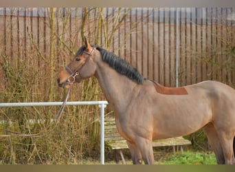 Zangersheider, Stute, 7 Jahre, 162 cm, Brauner
