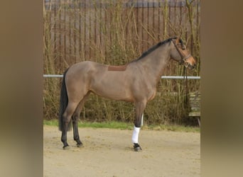 Zangersheider, Stute, 7 Jahre, 162 cm, Brauner