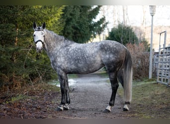 Zangersheider, Stute, 7 Jahre, 163 cm, Apfelschimmel