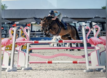 Zangersheider, Stute, 7 Jahre, 163 cm, Brauner