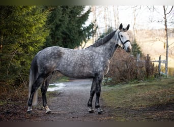 Zangersheider, Stute, 7 Jahre, 163 cm