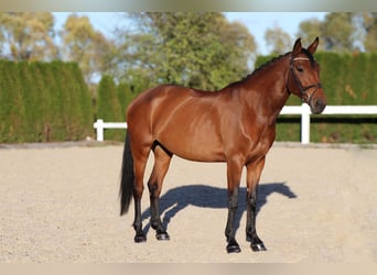 Zangersheider, Stute, 7 Jahre, 164 cm, Brauner